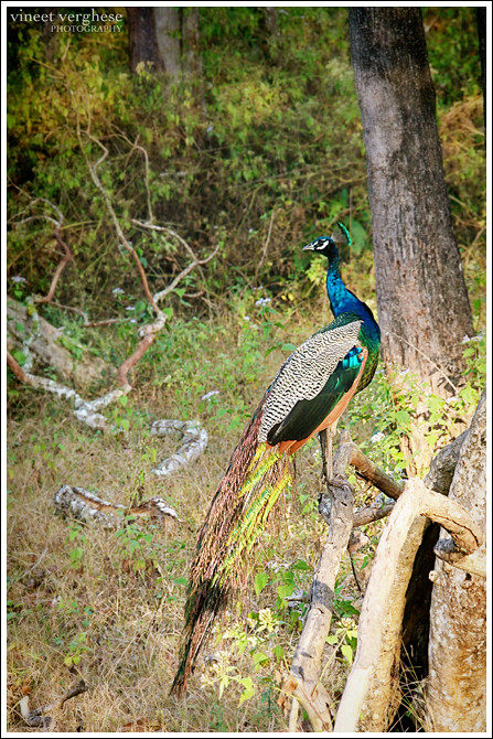 Jungle Peacock