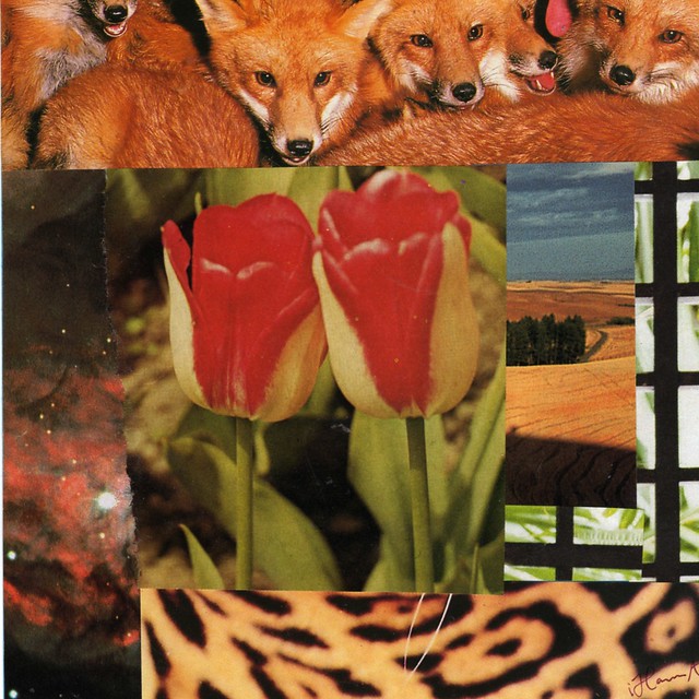 Collage: Foxy foxy