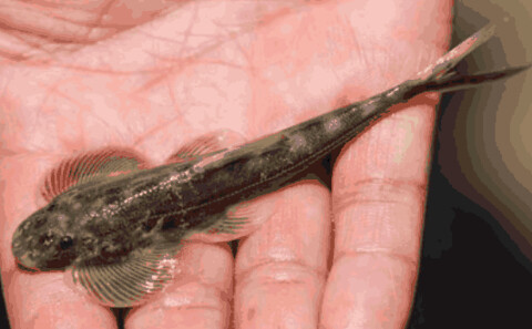 石鼓江段魚類資源採集所獲樣本。有=長江第一灣」之稱的石鼓江段，漁業資源衰退明顯。圖片來源：WWF