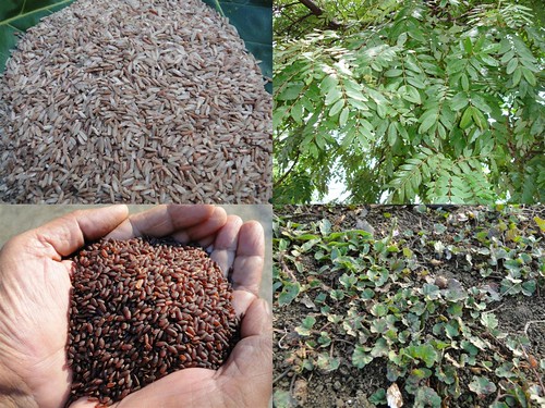 Validated Medicinal Rice Formulations for Diabetes (Madhumeha) and Cancer Complications and Revitalization of Pancreas (TH Group-142 special) from Pankaj Oudhia’s Medicinal Plant Database by Pankaj Oudhia