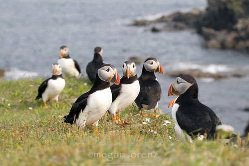 Puffin Party by Megan Lorenz