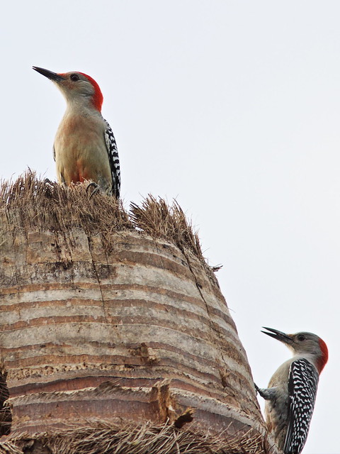 Red-bellied Woodpeckers 20131118