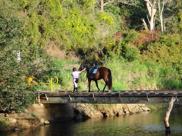 Horse crossing the North Pine River