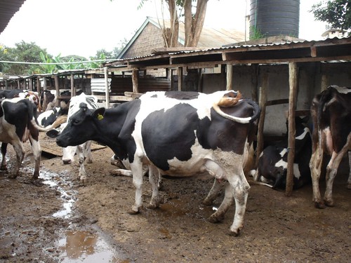 ALiCE2013: Dairy cows