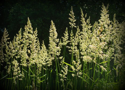 Reed Canary grass (Phalaris arundinacea)
