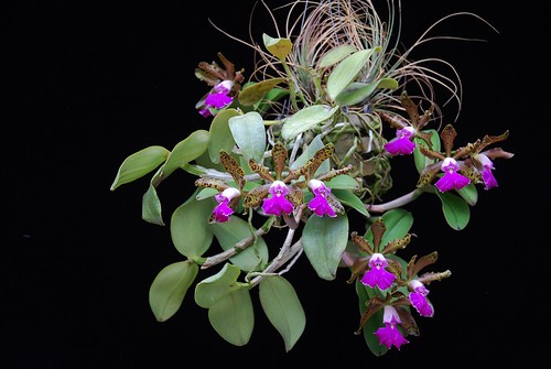 Cattleya Peckhaviensis Plant 1 by salabat