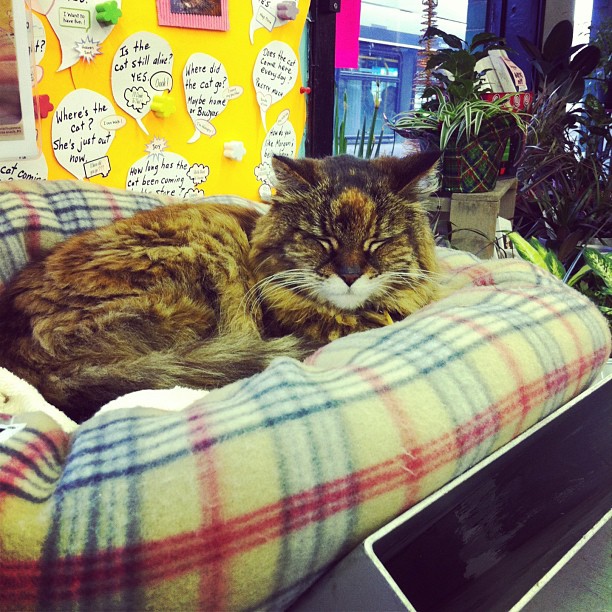 Morgan, resident cat at Wonderbucks, on Commercial Drive in Vancouver.