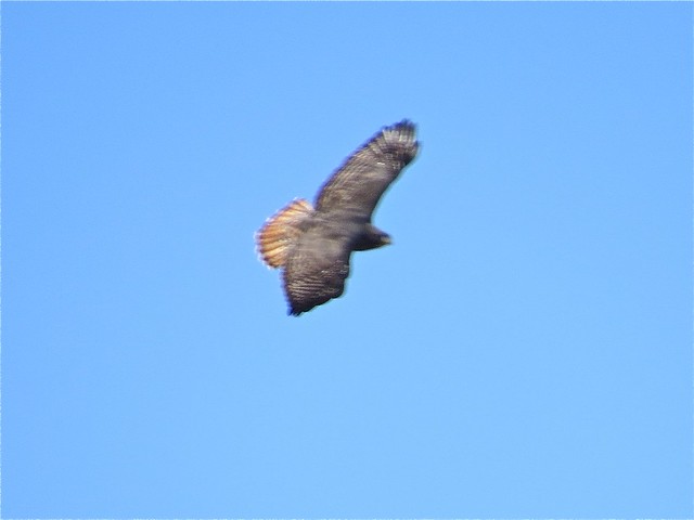 Harlan's X Western/Eastern Red-tailed Intergrade in McLean County, IL 03