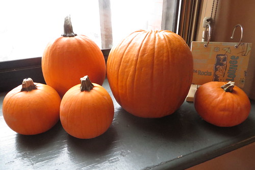 Pumpkin family