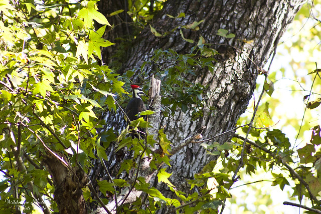 pileated1