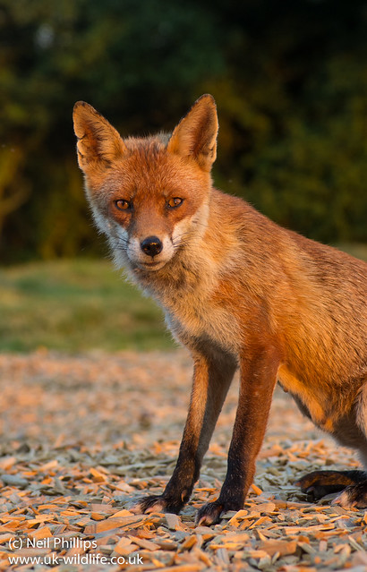 red fox_-15