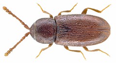 Coleoptera Family Cryptophagidae 