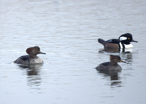 Hooded Mergansers by Mike's Birds