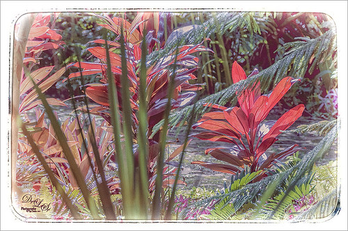 Image of some beautiful red plants at Ormond Memorial Gardens