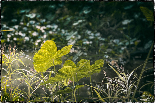 Image of some pretty green leaves using Nik Analog Efex Pro plug-in