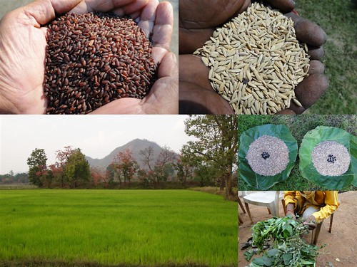 Validated and Potential Medicinal Rice Formulations for Hypertension (High Blood Pressure) and/with Diabetes mellitus Type 2 Complications (TH Group-282) from Pankaj Oudhia’s Medicinal Plant Database by Pankaj Oudhia