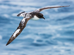 Birds Between Ushuaia and Falkland Islands