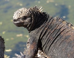 Galápagos iguanas and lava lizards, Apr-May 2014