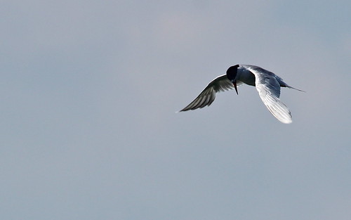 Forster's Tern by ricmcarthur