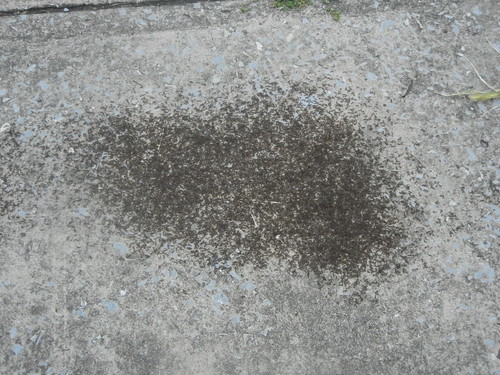 Sept 2 2013 Ants (4)