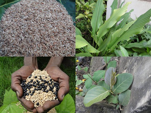 Validated Medicinal Rice Formulations for Diabetes and Cancer Complications and Revitalization of Pancreas (TH Group-135) from Pankaj Oudhia’s Medicinal Plant Database by Pankaj Oudhia