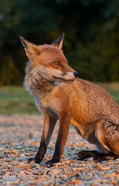 red fox_-16