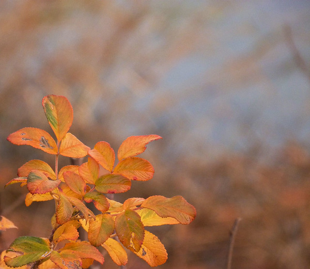 leaves3_nov2013