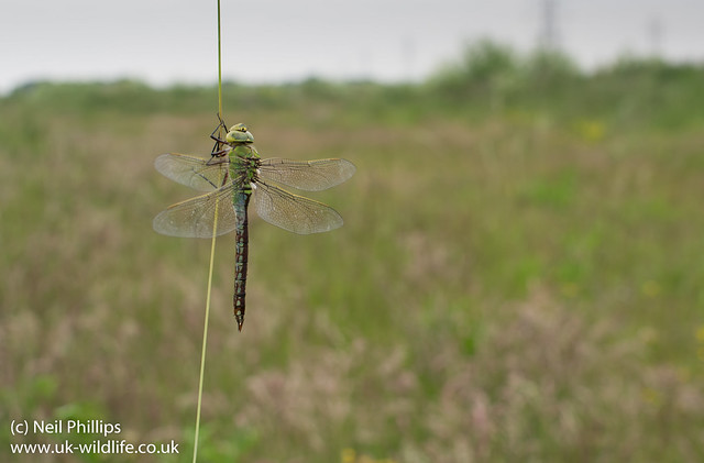 Female emperor dragonfly wide angle-4