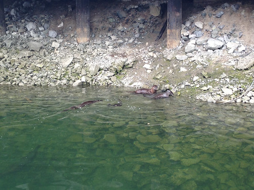 Sea lions at Granville Island