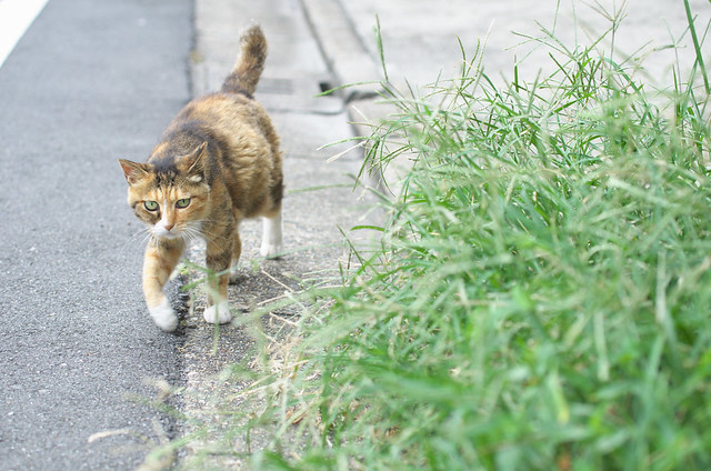 東京路地裏散歩 2013年8月8日 谷中