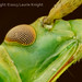 Slender green true bug