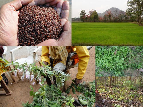 Validated and Potential Medicinal Rice Formulations for Diabetes (Type 2) and Cancer Complications and Revitalization of Kidney (TH Group-182) from Pankaj Oudhia’s Medicinal Plant Database by Pankaj Oudhia