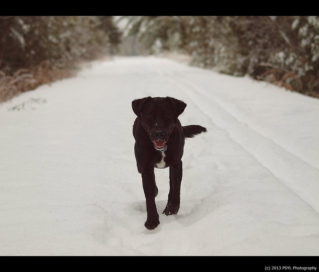 Black dog in white forest #4