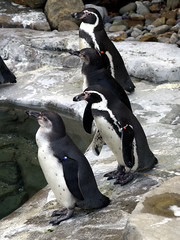 Humboldt Penguin 11-04-2007