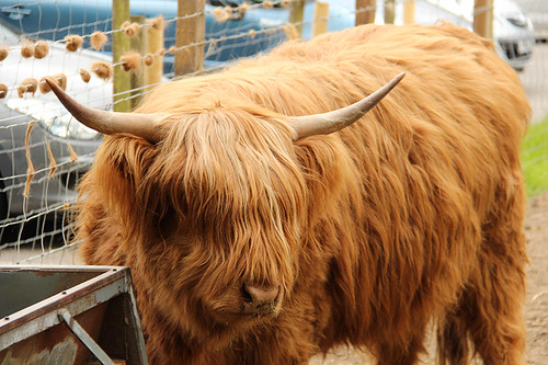 Heather, the Highland Cow