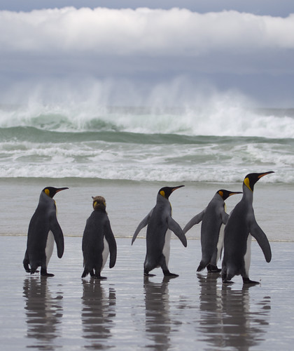 Falklands by richard.mcmanus.