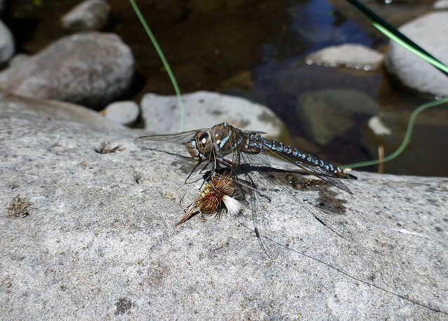 dragon fly eating a fly
