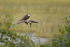 Osprey-42538.jpg by Mully410 * Images