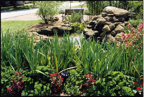This backyard pond in Palm Beach, Fla. features a variety of wetland plants.