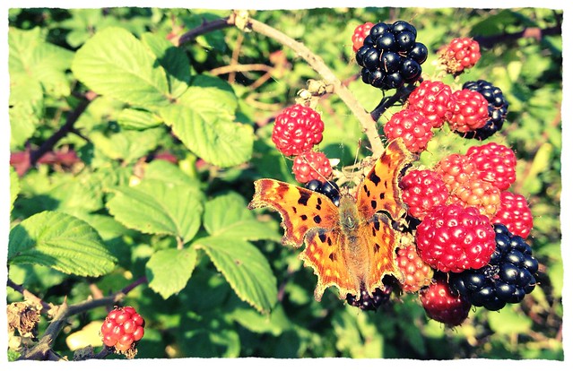 Comma on blackberries