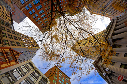 Looking Up at Custom House Clock Tower in Late Fall, State Street Downtown Boston by Greg DuBois Photography