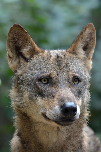 Iberian Wolf by Truus & Zoo