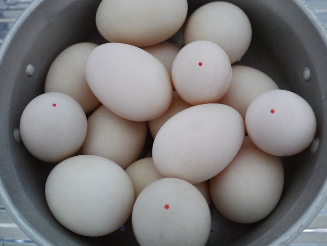 How to make khai ped kem - preserved salted duck eggs #2