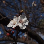 In the neighborhood: Apricot Blossoms - 2