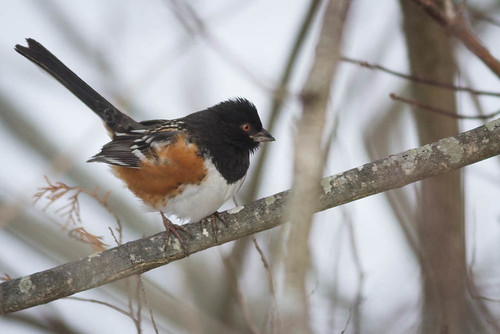 Spotted Towhee by Mike C Thompson