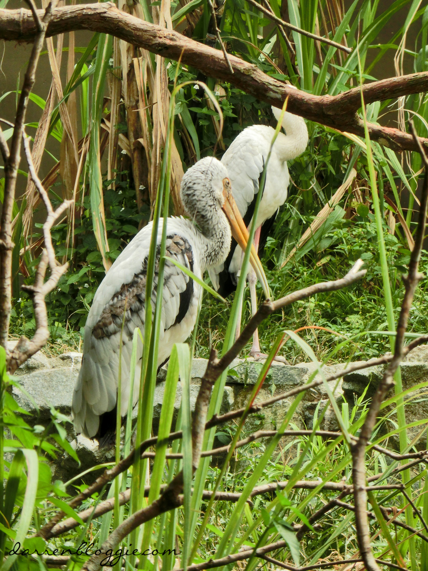 Meet Jia Jia and Kai Kai at the River Safari