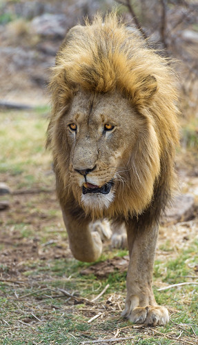 Nice lion walking by Tambako the Jaguar