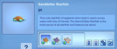 Sanddollar Starfish