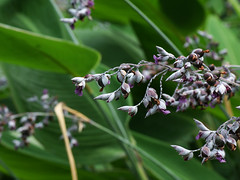 Marantaceae　クズウコン科