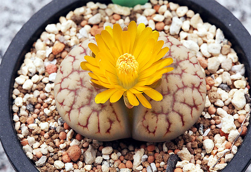 C394 Lithops gracilidelineata by sunny's lithops